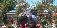 THORNLESS ROSES